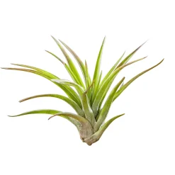 Tillandsias sur bois - Zéro terre, effet déco direct