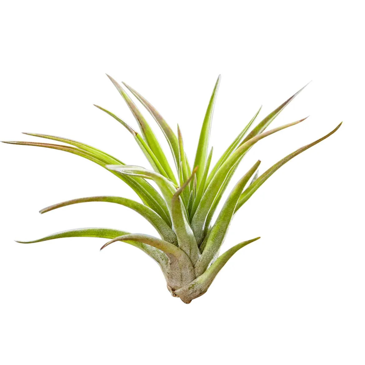 Tillandsias sur bois - Zéro terre, effet déco direct