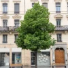 Tilleul de Crimée Euchlora - L'ombre parfumée sans effort