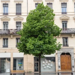 Tilleul de Crimée Euchlora - L'ombre parfumée sans effort