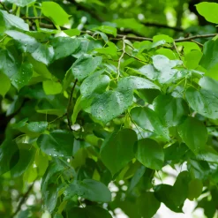 Tilleul de Crimée Euchlora - L'ombre parfumée sans effort