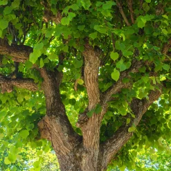 Tilleul à grandes feuilles - Ombre et miel au jardin