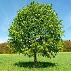 Tilleul à grandes feuilles - Ombre et miel au jardin