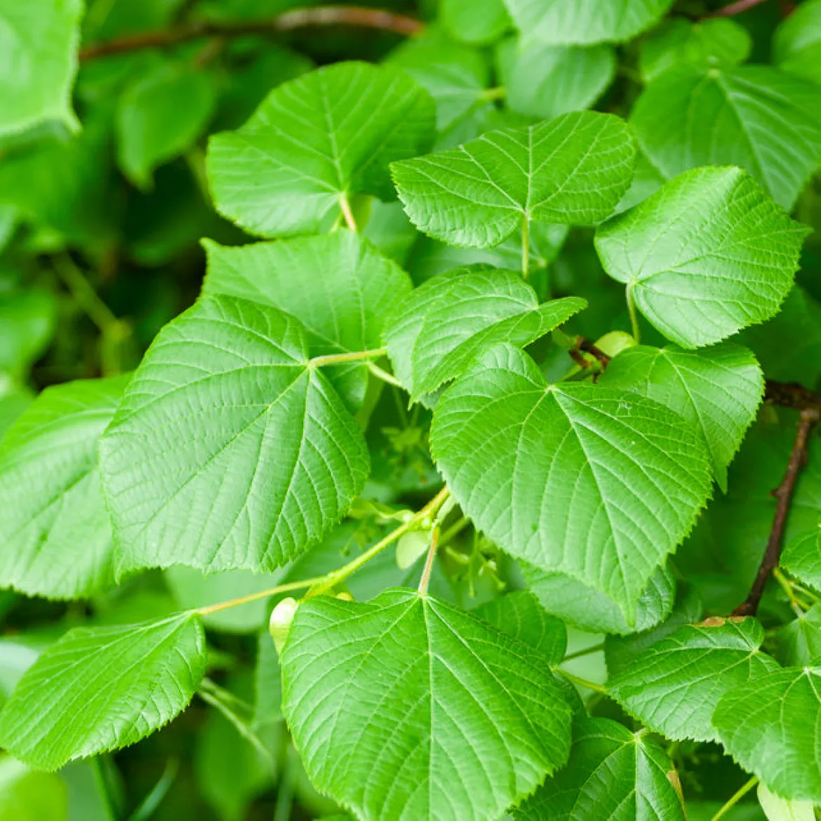 Tilleul à grandes feuilles - Ombre et miel au jardin
