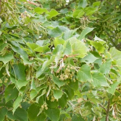 Tilleul à petites feuilles - L'arbre roi des jardins vivants