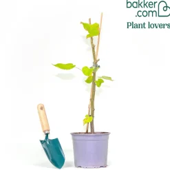 Tilleul à petites feuilles - L'arbre roi des jardins vivants