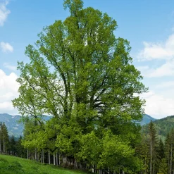 Tilleul à petites feuilles - L'arbre roi des jardins vivants