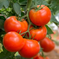 Tomate Bonset F1 - Tomates rondes tout l'été