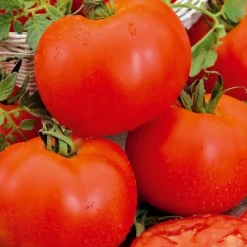 Tomate Bonset F1 - Tomates rondes tout l'été