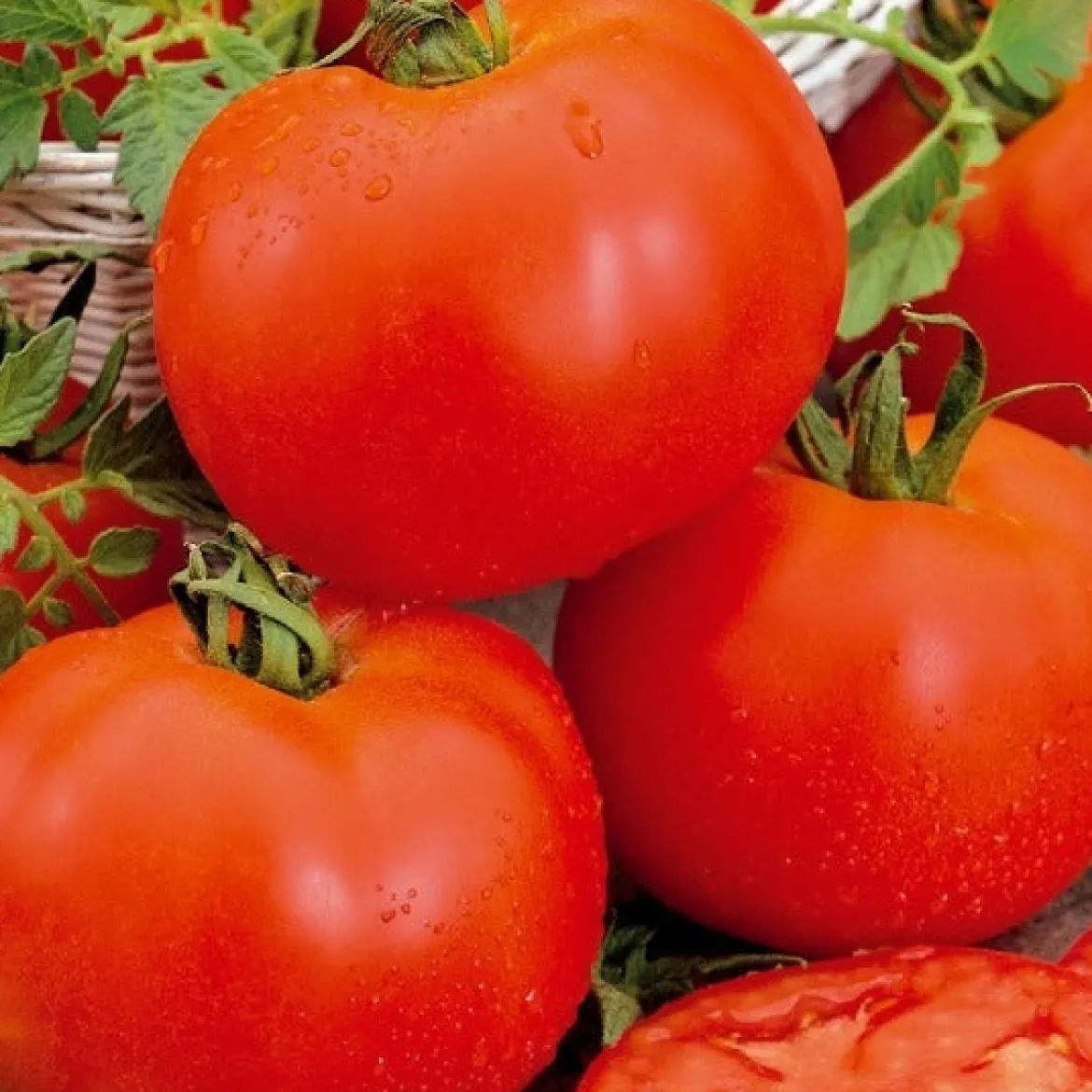 Tomate Bonset F1 - Tomates rondes tout l'été