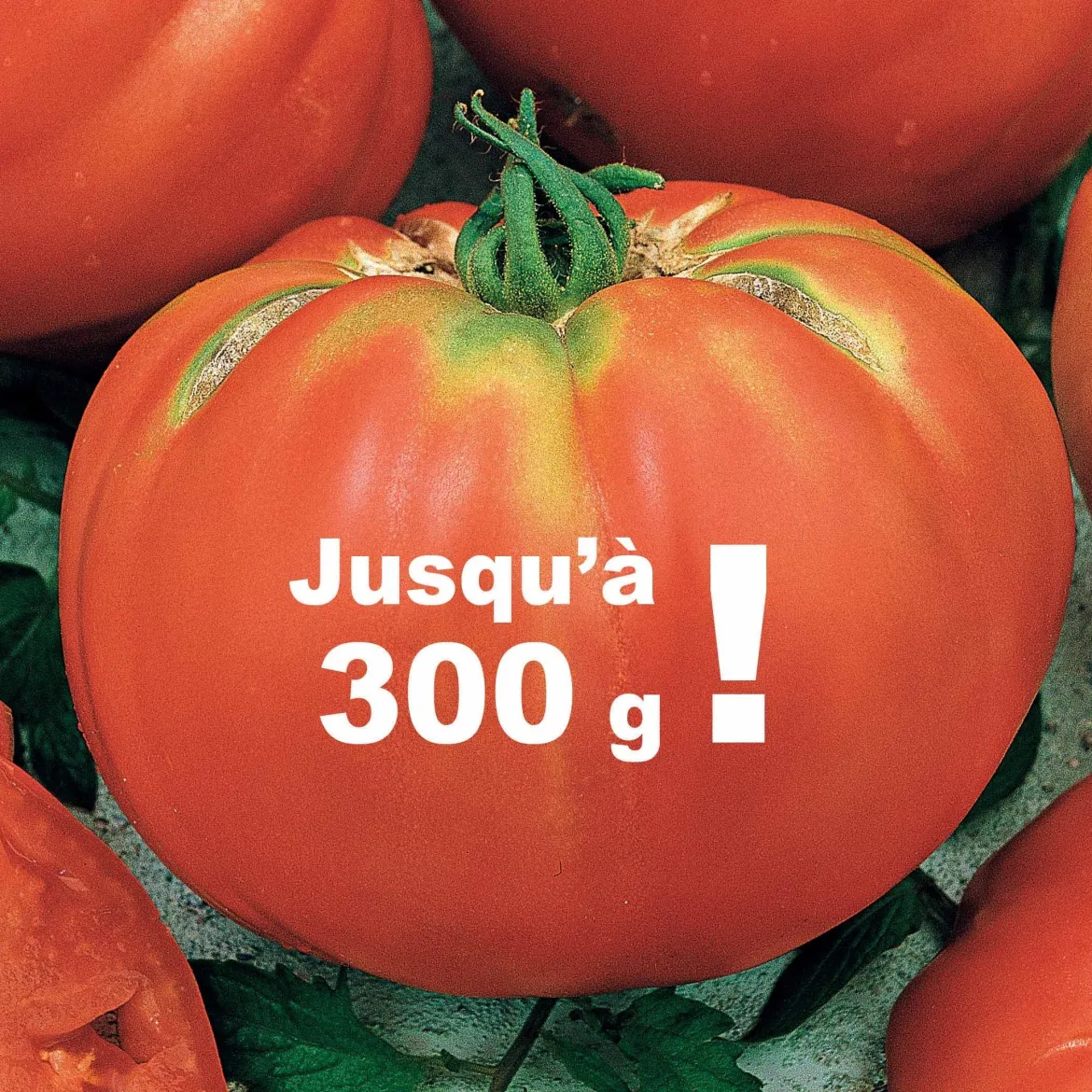 Tomate Brandywine - La saveur d'antan au jardin
