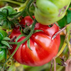 Tomate Brandywine - La saveur d'antan au jardin