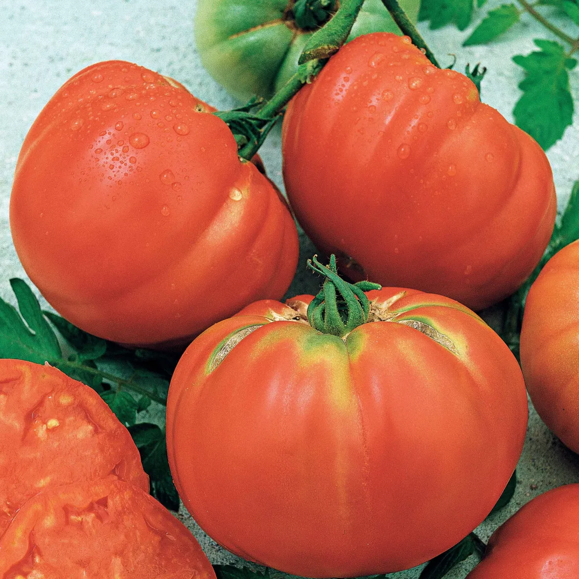Tomate Brandywine - La saveur d'antan au jardin