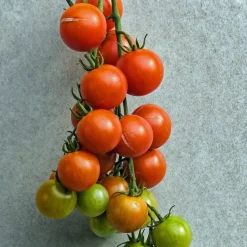 Tomate cerise BIO - Sucrées, croquantes, généreuses