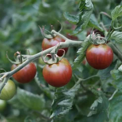 Tomate-cerise Cerise Chocolate - Le goût sucré en bouchée