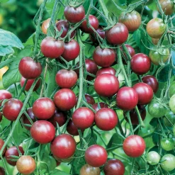 Tomate-cerise Cerise Chocolate - Le goût sucré en bouchée