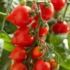Tomate cerise Coeur d'amour - Des cœurs sucrés à croquer