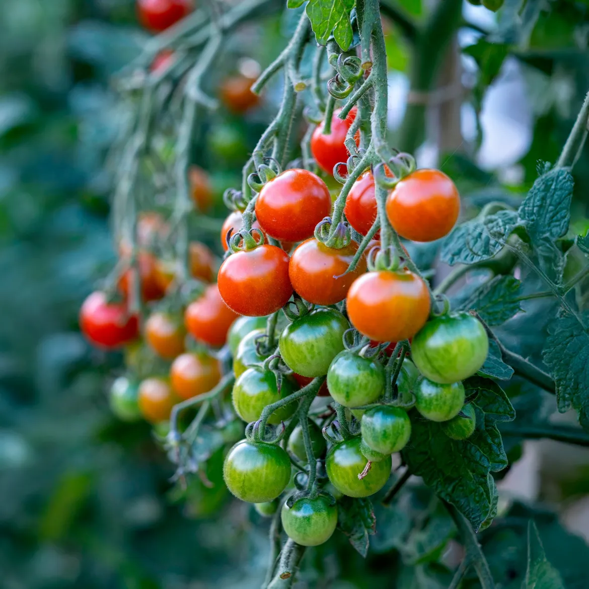 Tomate cerise Délice du jardinier - Des cerises sucrées tout l'été