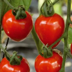 Tomate-cerise Gardenberry F1 - Récolte sucrée tout l'été
