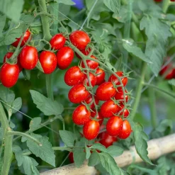 Tomate cerise 'Koralik' - Des cerises rouges tout l'été