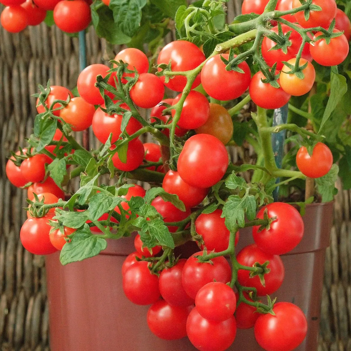Tomate-cerise pour pot Minibel - Des tomates même sur balcon