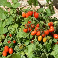 Tomate-cerise Romello F1 - Des cerises sucrées tout l'été