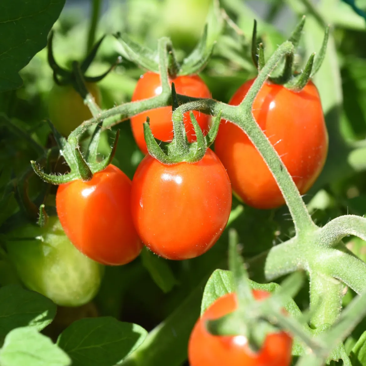 Tomate-cerise Romello F1 - Des cerises sucrées tout l'été