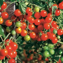 Tomate cerise Sweet baby - Le sucre au bout des doigts