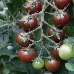 Tomate cerise Sweet baby - Le sucre au bout des doigts