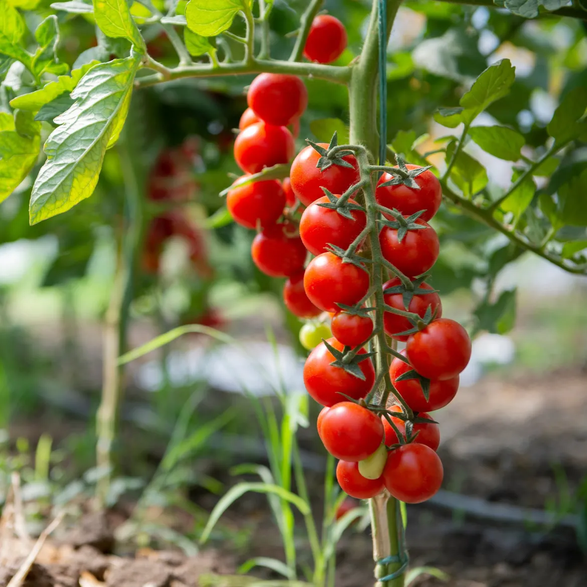 Tomate cerise Sweet baby - Le sucre au bout des doigts
