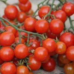 Tomate cerise sweetie BIO - Sucrée, généreuse, facile