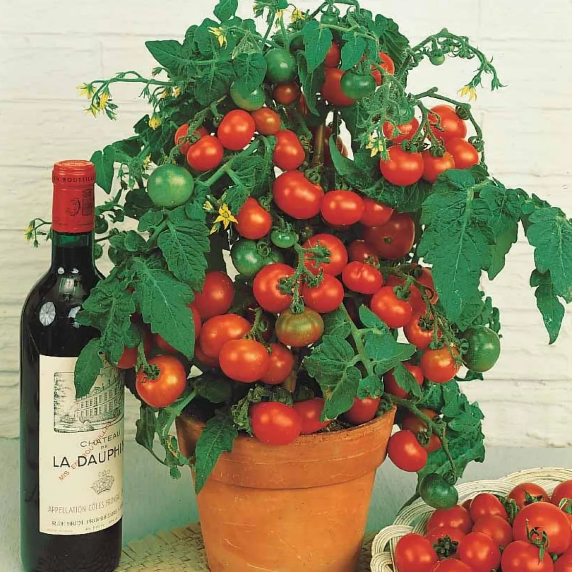 Tomate cerise 'Tiny Tim' - Des tomates cerises en pot