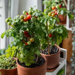 Tomate cerise 'Tiny Tim' - Des tomates cerises en pot