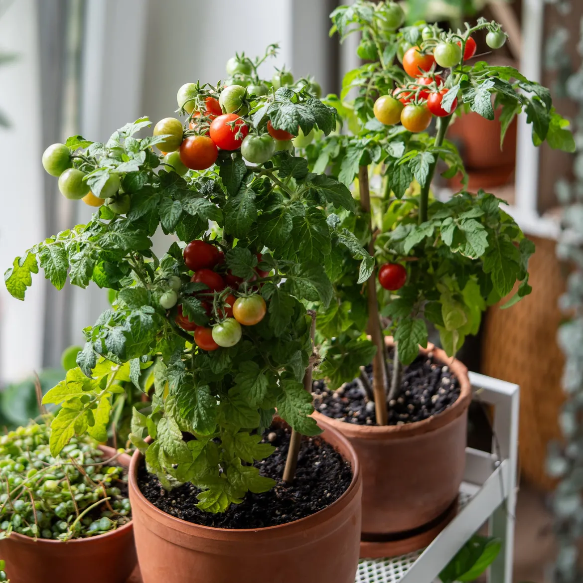 Tomate cerise 'Tiny Tim' - Des tomates cerises en pot