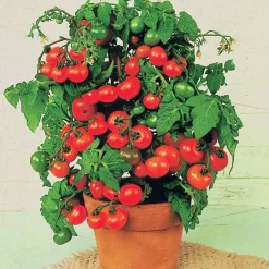 Tomate cerise 'Tiny Tim' - Des tomates cerises en pot