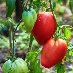Tomate charnue 'Coeur de Boeuf' - La tomate qui remplit l'assiette