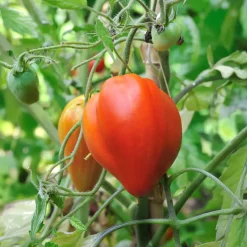 Tomate charnue 'Coeur de Boeuf' - La tomate qui remplit l'assiette