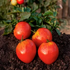 Tomate charnue 'Coeur de Boeuf' - La tomate qui remplit l'assiette