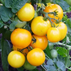 Tomate Cocktail Raisins jaunes - Des grappes sucrées tout l'été