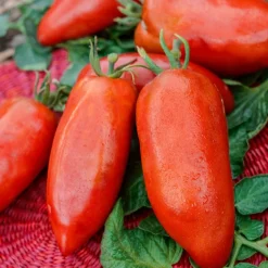 Tomate de collection Des Andes - Chair dense, zéro gaspillage