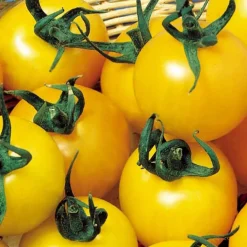 Tomate à fruits jaune Goldene Königin - Des tomates dorées tout l'été