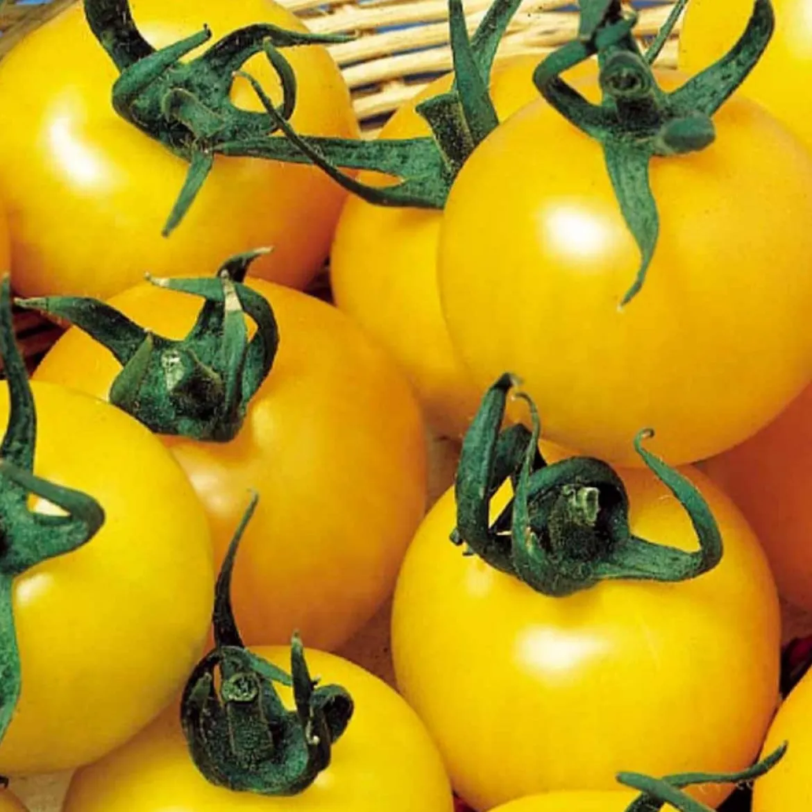 Tomate à fruits jaune Goldene Königin - Des tomates dorées tout l'été