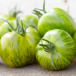 Tomate Green Zebra - La tomate verte qui étonne