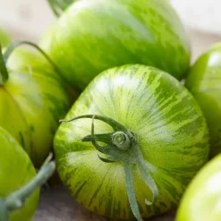 Tomate Green Zebra - La tomate verte qui étonne