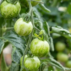 Tomate Green Zebra - La tomate verte qui étonne