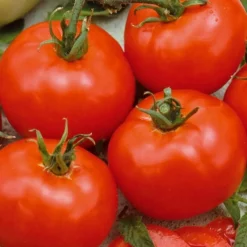 Tomate 'Moneymaker' - Récoltes rouges garanties