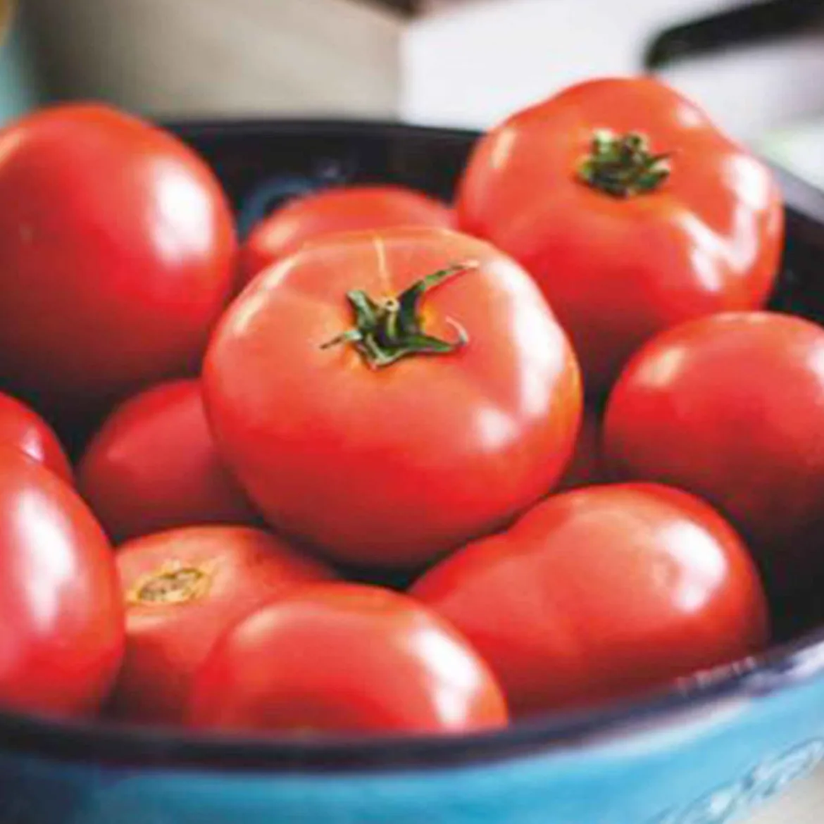 Tomate 'Moneymaker' - Récoltes rouges garanties