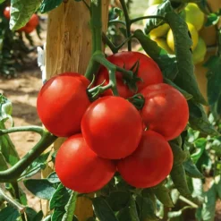 Tomate Montfavet 63/5 F1 (Obt. INRA) - Tomates rouges sans faille