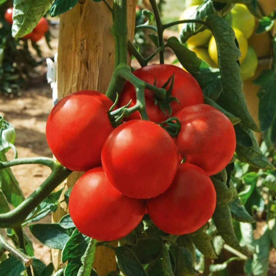 Tomate Montfavet 63/5 F1 (Obt. INRA) - Tomates rouges sans faille