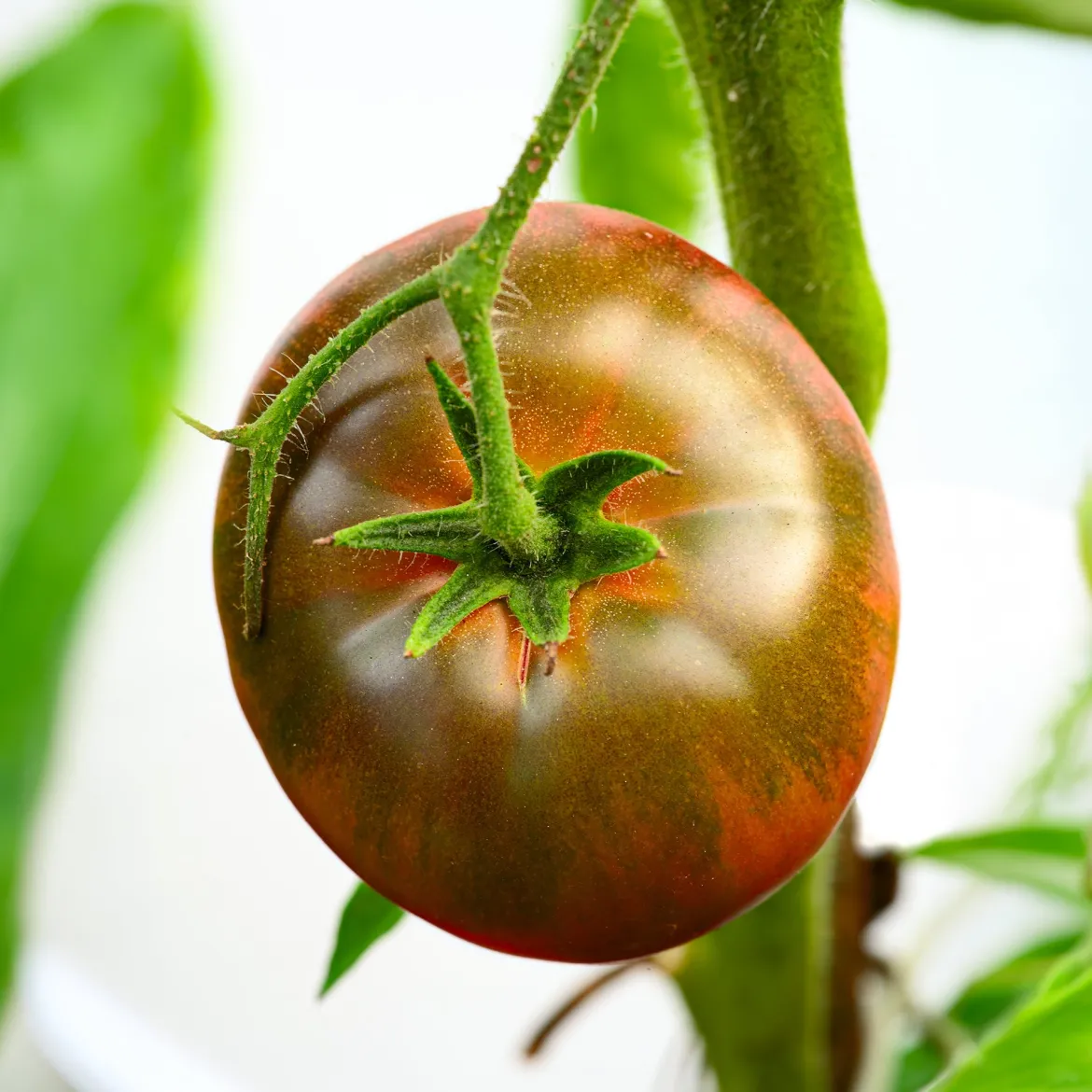 Tomate Noire russe - Une tomate au goût rare